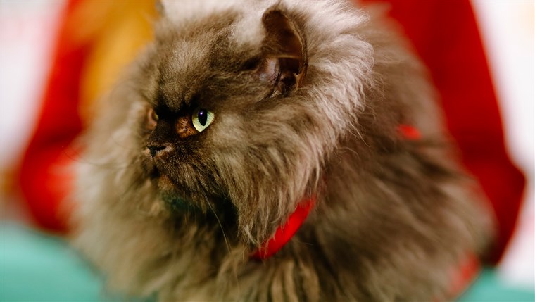 Pukovnik Meaow 2